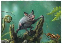 Giant extinct burrowing bat discovered in New Zealand An artist's impression of a New Zealand burrowing bat, Mystacina robusta, that went extinct last century.