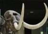 Modern humans vs. giant animals American Mammoth
