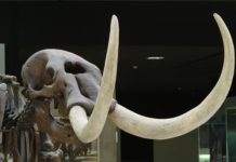 Modern humans vs. giant animals American Mammoth