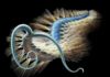 New 508-million-year-old bristle worm species from British Columbia’s Burgess Shale wiggles into evolutionary history Kootenayscolex barbarensis