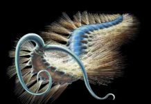 New 508-million-year-old bristle worm species from British Columbia’s Burgess Shale wiggles into evolutionary history Kootenayscolex barbarensis