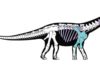 New Egyptian dinosaur reveals ancient link between Africa and Europe Skeletal reconstruction of the new titanosaurian dinosaur Mansourasaurus shahinae from the Late Cretaceous of the Dakhla Oasis, Egypt.