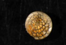 New Eocene fossil data suggest climate models may underestimate future polar warming Foraminifera, small single-celled marine organisms