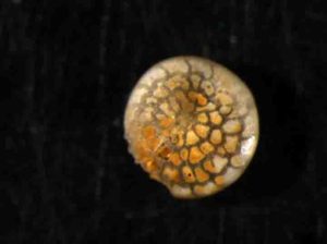 Foraminifera, small single-celled marine organisms