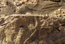 New depth limit for deep-sea marine burrows These are burrows on the margins of a sandstone dyke.