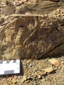 These are burrows on the margins of a sandstone dyke.