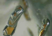 Oxidized iron deep within Earth’s interior Diamonds with garnet inclusions can form at depths down to 550 kilometres below the surface. Credit