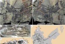 ‘Rainbow’ dinosaur had iridescent feathers like a hummingbird Holotype fossil of Caihong juji, including line drawing of fossil skeleton.