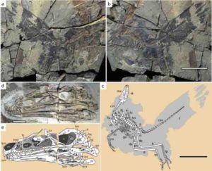 Holotype fossil of Caihong juji, including line drawing of fossil skeleton.