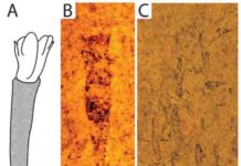 Rare 450 million year-old ‘cone-shaped’ fossil offers enigmatic glimpse into ancient past Hummelstown Fossils. A) Typical specimen reconstruction showing body mass (white) poking out of the 'spindle'-shaped cone (patterned). Note the presence of 'spikes' on the sides of the exposed body. B) Typical fossil specimen with body mass (with at least one spike) and 'spindle'-shaped cone. C) Surface of rock slab showing numerous Hummelstown fossils.