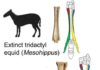 Researchers pose revolutionary theory on horse evolution Silhouettes show Mesohippus primigenium, an early ancestor of the modern horse that lived 40 million years ago and was previously believed to have three toes, and the modern horse
