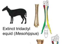 Researchers pose revolutionary theory on horse evolution Silhouettes show Mesohippus primigenium, an early ancestor of the modern horse that lived 40 million years ago and was previously believed to have three toes, and the modern horse
