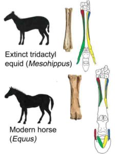 Silhouettes show Mesohippus primigenium, an early ancestor of the modern horse that lived 40 million years ago and was previously believed to have three toes, and the modern horse