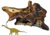 Researchers show high-performance breathing in bones This is part of a neck vertebra of the dwarf sauropod Europasaurus with deep cavities (asterisk) that presumably housed air sacs.