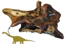 Researchers show high-performance breathing in bones This is part of a neck vertebra of the dwarf sauropod Europasaurus with deep cavities (asterisk) that presumably housed air sacs.