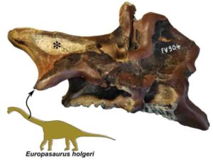 This is part of a neck vertebra of the dwarf sauropod Europasaurus with deep cavities (asterisk) that presumably housed air sacs.