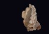 Scientists discover oldest known modern human fossil outside of Africa This is the left hemi-maxilla with teeth.