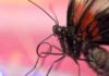 Scientists have accidentally found the oldest ever butterfly or moth fossils Butterfly
