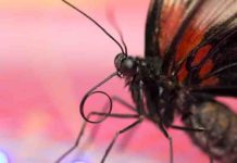 Scientists have accidentally found the oldest ever butterfly or moth fossils Butterfly