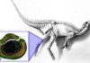 Shedding light on Australia’s polar dinosaurs The fossil bone tissue reveals new information about how the Australian “hypsilophodontid” dinosaurs lived