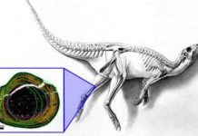 Shedding light on Australia’s polar dinosaurs The fossil bone tissue reveals new information about how the Australian “hypsilophodontid” dinosaurs lived