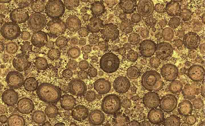 The Pentagon Built With Mineralized Microbes Predating Dinosaurs 