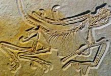 The eleventh Archaeopteryx “Geologically oldest fossil” Archaeopteryx