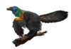 Tiny dinosaur may have dazzled mates with rainbow ruff and a bony crest Caihong juji is a newly described, bird-like dinosaur with an iridescent, rainbow crest.