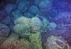 Which came first: Complex life or high atmospheric oxygen? pillow basalts from undersea volcanic eruptions,
