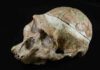 A study of the tooth sockets of famous skull leads to reconsideration of gender “Mrs” Ples’ tooth sockets has made scientists think differently about “her” sex. Credit: Ditsong National Museum of Natural History