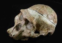 A study of the tooth sockets of famous skull leads to reconsideration of gender “Mrs” Ples’ tooth sockets has made scientists think differently about “her” sex. Credit: Ditsong National Museum of Natural History
