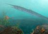 Child helps paleontologists in discovery of new ancient fish species Candelarhynchus padillai