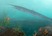 Child helps paleontologists in discovery of new ancient fish species Candelarhynchus padillai