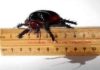Cockroach ancient geographic and genomic history traced back to last supercontinent More than 100 species of cockroaches were used in the new genomic study.
