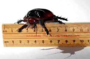 More than 100 species of cockroaches were used in the new genomic study. 