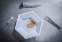 Complete genomes of extinct and living elephants sequenced This is crushed dentine from a Woolly Mammoth for DNA extraction.