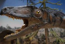 Dinosaurs were ‘too successful for their own good’ Exhibit Museum Replica Urtier Prehistoric Times