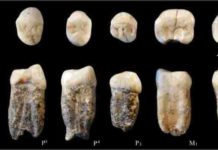 First study of the only original fossils conserved of Peking Man Original fossil teeth"Peking Man.".