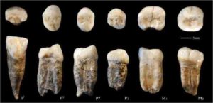Original fossil teeth"Peking Man.". 