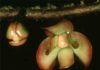 Geological change confirmed as a factor behind the extensive diversity in tropical rainforests Cremastosperma brevipes, French Guiana.