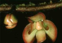 Geological change confirmed as a factor behind the extensive diversity in tropical rainforests Cremastosperma brevipes, French Guiana.