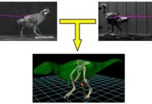 Ground-running bird model may predict bipedal dinosaur locomotion.
