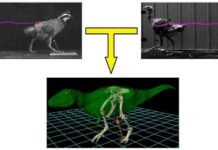 Locomotion of bipedal dinosaurs might be predicted from that of ground-running birds Ground-running bird model may predict bipedal dinosaur locomotion.