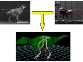 Ground-running bird model may predict bipedal dinosaur locomotion.