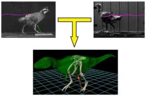 Ground-running bird model may predict bipedal dinosaur locomotion.