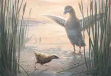 Miniscule flightless birds have lived in New Zealand’s wetlands for millions of years A tiny extinct rail (30-40g) is overshadowed by a regular duck.