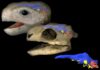 New study sheds light on the brain evolution of turtles The image shows a reconstruction of Proganochelys (the oldest turtle with a complete shell) as it would have appeared in life.