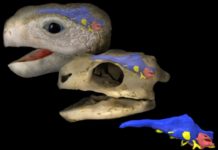 New study sheds light on the brain evolution of turtles The image shows a reconstruction of Proganochelys (the oldest turtle with a complete shell) as it would have appeared in life.