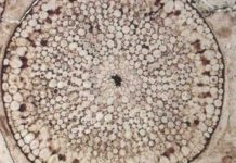 Plants colonized Earth 100 million years earlier than previously thought Rhynia gwynne-vaughanii -- 400 million-year-old fossil plant stem from Aberdeenshire, Scotland.
