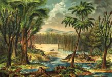 Rainforest collapse 307 million years ago impacted the evolution of early land vertebrates